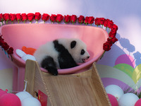 A three-month-old giant panda named Haoqi is seen in Chongqing Zoo, China, on September 28, 2024. The giant panda Haoqi is born in Chongqing...