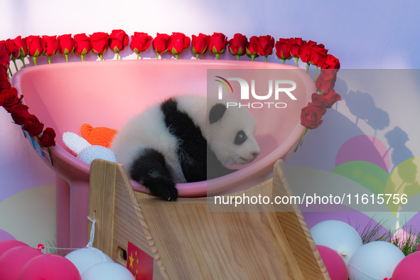 A three-month-old giant panda named Haoqi is seen in Chongqing Zoo, China, on September 28, 2024. The giant panda Haoqi is born in Chongqing...