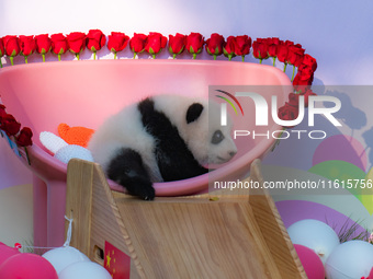 A three-month-old giant panda named Haoqi is seen in Chongqing Zoo, China, on September 28, 2024. The giant panda Haoqi is born in Chongqing...