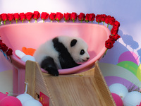 A three-month-old giant panda named Haoqi is seen in Chongqing Zoo, China, on September 28, 2024. The giant panda Haoqi is born in Chongqing...