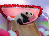 A three-month-old giant panda named Haoqi is seen in Chongqing Zoo, China, on September 28, 2024. The giant panda Haoqi is born in Chongqing...