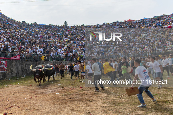 People watch a bullfight at the Songxue bullfight pond in Congjiang county, Southwest China's Guizhou province, on September 28, 2024. 