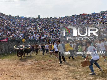 People watch a bullfight at the Songxue bullfight pond in Congjiang county, Southwest China's Guizhou province, on September 28, 2024. (