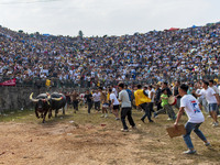 People watch a bullfight at the Songxue bullfight pond in Congjiang county, Southwest China's Guizhou province, on September 28, 2024. (