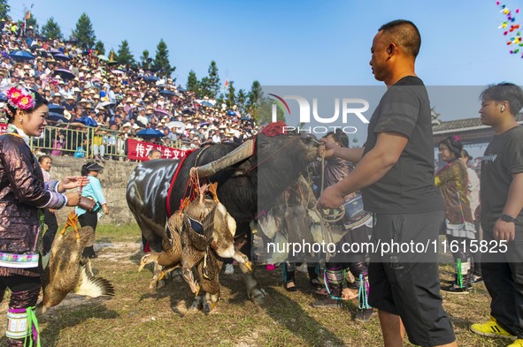 People watch a bullfight at the Songxue bullfight pond in Congjiang county, Southwest China's Guizhou province, on September 28, 2024. 