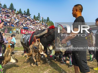 People watch a bullfight at the Songxue bullfight pond in Congjiang county, Southwest China's Guizhou province, on September 28, 2024. (