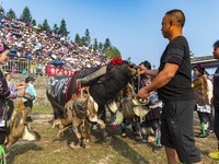 People watch a bullfight at the Songxue bullfight pond in Congjiang county, Southwest China's Guizhou province, on September 28, 2024. (