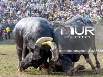 People watch a bullfight at the Songxue bullfight pond in Congjiang county, Southwest China's Guizhou province, on September 28, 2024. (