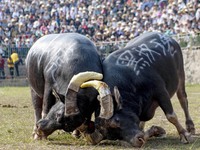 People watch a bullfight at the Songxue bullfight pond in Congjiang county, Southwest China's Guizhou province, on September 28, 2024. (