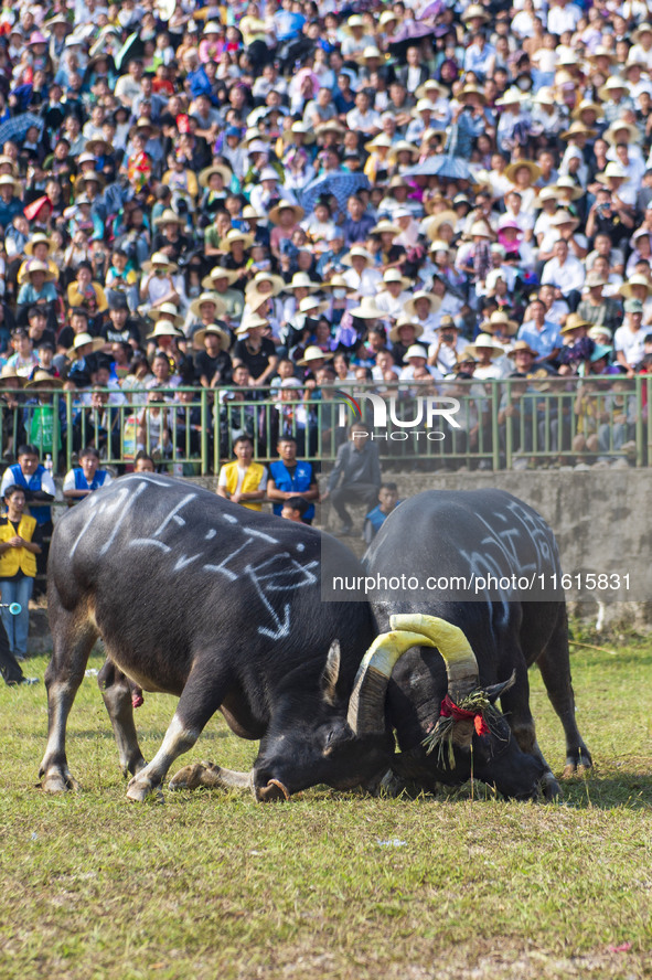 People watch a bullfight at the Songxue bullfight pond in Congjiang county, Southwest China's Guizhou province, on September 28, 2024. 