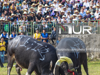 People watch a bullfight at the Songxue bullfight pond in Congjiang county, Southwest China's Guizhou province, on September 28, 2024. (