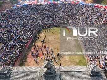 People watch a bullfight at the Songxue bullfight pond in Congjiang county, Southwest China's Guizhou province, on September 28, 2024. (