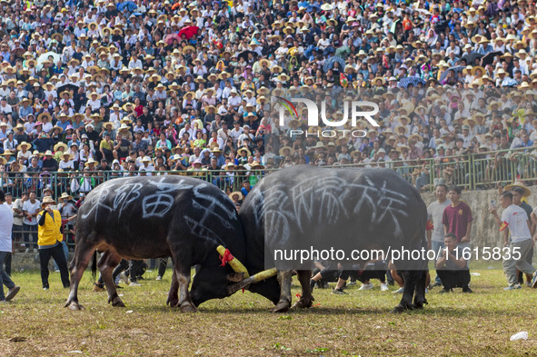 People watch a bullfight at the Songxue bullfight pond in Congjiang county, Southwest China's Guizhou province, on September 28, 2024. 