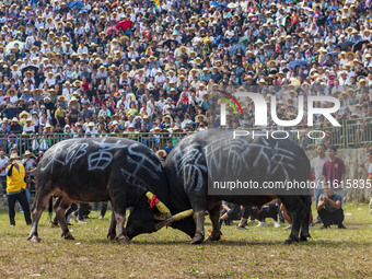 People watch a bullfight at the Songxue bullfight pond in Congjiang county, Southwest China's Guizhou province, on September 28, 2024. (