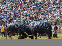 People watch a bullfight at the Songxue bullfight pond in Congjiang county, Southwest China's Guizhou province, on September 28, 2024. (