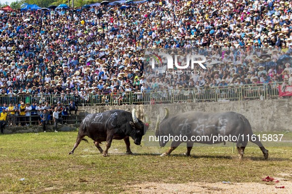 People watch a bullfight at the Songxue bullfight pond in Congjiang county, Southwest China's Guizhou province, on September 28, 2024. 