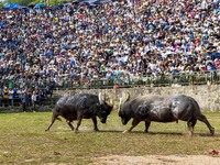 People watch a bullfight at the Songxue bullfight pond in Congjiang county, Southwest China's Guizhou province, on September 28, 2024. (