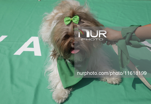 A little dog with green motifs on September 28, 2024, where dozens of women march from the Glorieta de las Mujeres que Luchan to the Zocalo...