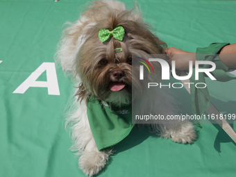 A little dog with green motifs on September 28, 2024, where dozens of women march from the Glorieta de las Mujeres que Luchan to the Zocalo...