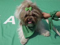 A little dog with green motifs on September 28, 2024, where dozens of women march from the Glorieta de las Mujeres que Luchan to the Zocalo...