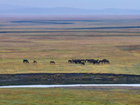 An aerial photo taken in Hulunbuir, China, on September 28, 2024, shows the winding Mogoler River passing through the grassland during autum...