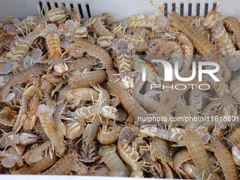 Shrimp tigers are seen on the dock at Jimiya Fishing Port in Qingdao, China, on September 28, 2024. (