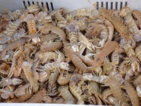 Shrimp tigers are seen on the dock at Jimiya Fishing Port in Qingdao, China, on September 28, 2024. (