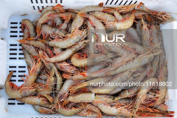 Prawns are seen on the dock at Jimiya Fishing Port in the West Coast New Area of Qingdao, Shandong province, China, on September 28, 2024. 