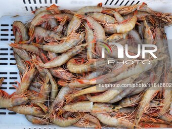 Prawns are seen on the dock at Jimiya Fishing Port in the West Coast New Area of Qingdao, Shandong province, China, on September 28, 2024. (