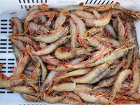 Prawns are seen on the dock at Jimiya Fishing Port in the West Coast New Area of Qingdao, Shandong province, China, on September 28, 2024. (