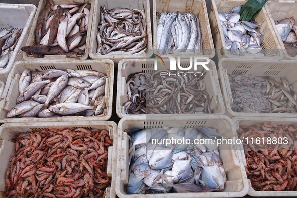 Various kinds of seafood are displayed on the dock at Jimiya Fishing Port in the West Coast New Area of Qingdao, Shandong province, China, o...