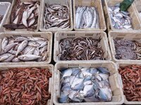 Various kinds of seafood are displayed on the dock at Jimiya Fishing Port in the West Coast New Area of Qingdao, Shandong province, China, o...