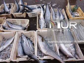 Spanish mackerel are seen on the dock at Jimiya Fishing port in the West Coast New Area of Qingdao, Shandong province, China, on September 2...