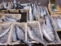 Spanish mackerel are seen on the dock at Jimiya Fishing port in the West Coast New Area of Qingdao, Shandong province, China, on September 2...