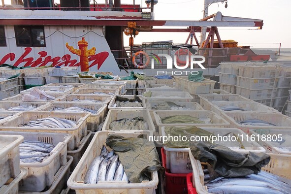 Seafood lifted ashore fills the dock at Jimiya Fishing Port in the West Coast New area of Qingdao, Shandong province, China, on September 28...