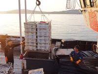 Seafood lifted ashore fills the dock at Jimiya Fishing Port in the West Coast New area of Qingdao, Shandong province, China, on September 28...