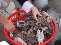 People shop for crabs at Jimiya fishing port in the West Coast New Area of Qingdao, Shandong province, China, on September 28, 2024. (