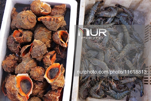 Conch and prawns are seen on the dock at Jimiya Fishing Port in the West Coast New Area of Qingdao, Shandong province, China, on September 2...