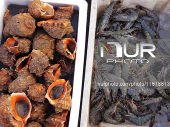 Conch and prawns are seen on the dock at Jimiya Fishing Port in the West Coast New Area of Qingdao, Shandong province, China, on September 2...