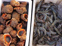 Conch and prawns are seen on the dock at Jimiya Fishing Port in the West Coast New Area of Qingdao, Shandong province, China, on September 2...