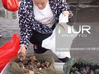 People shop for conch at Jimiya Fishing Port in the West Coast New Area of Qingdao, Shandong province, China, on September 28, 2024. (