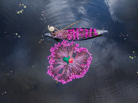 An aerial view shows farmers collecting water lilies in Satla Union, Uzirpur Upazila of Barisal city in Bangladesh on September 29, 2024. Wa...