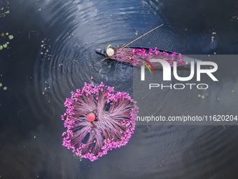 An aerial view shows farmers collecting water lilies in Satla Union, Uzirpur Upazila of Barisal city in Bangladesh on September 29, 2024. Wa...