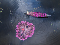 An aerial view shows farmers collecting water lilies in Satla Union, Uzirpur Upazila of Barisal city in Bangladesh on September 29, 2024. Wa...