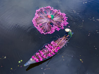 An aerial view shows farmers collecting water lilies in Satla Union, Uzirpur Upazila of Barisal city in Bangladesh on September 29, 2024. Wa...