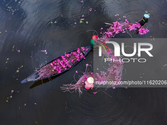 An aerial view shows farmers collecting water lilies in Satla Union, Uzirpur Upazila of Barisal city in Bangladesh on September 29, 2024. Wa...