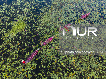 An aerial view shows farmers collecting water lilies in Satla Union, Uzirpur Upazila of Barisal city in Bangladesh on September 29, 2024. Wa...