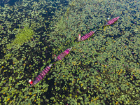 An aerial view shows farmers collecting water lilies in Satla Union, Uzirpur Upazila of Barisal city in Bangladesh on September 29, 2024. Wa...