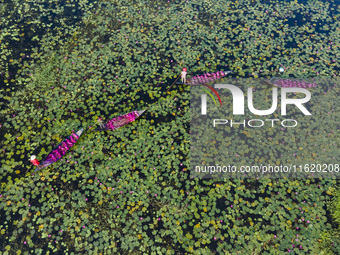 An aerial view shows farmers collecting water lilies in Satla Union, Uzirpur Upazila of Barisal city in Bangladesh on September 29, 2024. Wa...