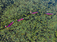 An aerial view shows farmers collecting water lilies in Satla Union, Uzirpur Upazila of Barisal city in Bangladesh on September 29, 2024. Wa...